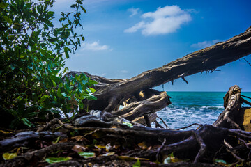 Fototapeta na wymiar tree on the shore