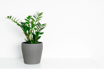 Green house plant zamioculcas in gray ceramic pot standing on white shelf at white background.