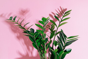 Close-up beautiful green plant zamioculcas at pink background.