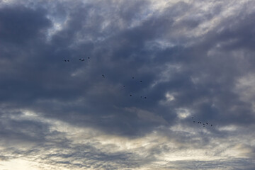 Naklejka na ściany i meble birds flying in the sky