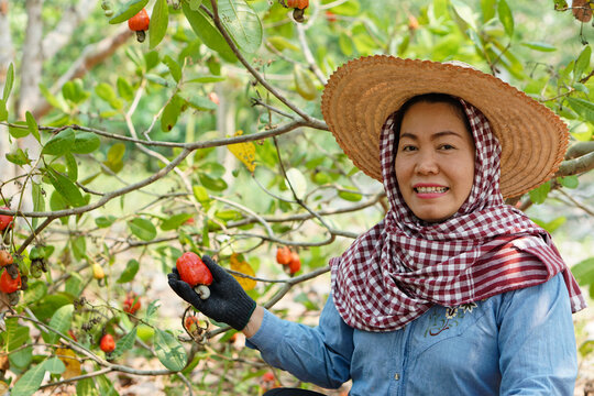 Happy Asian middle-aged woman gardener picks cashew fruits at her garden. Economic crop in Thailand. Summer fruit. Ready to be harvested. Concept : happy farmer. Agriculture lifestyle.      