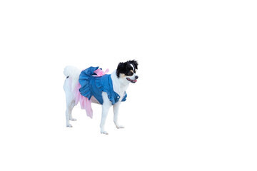 Cute dog wearing pretty dress Isolated on white background.