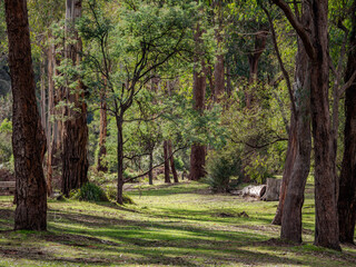 Fototapeta premium Sun Lit Clearing