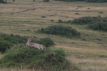 Cheetah Surveying from a Termite Mound in Maasai Mara