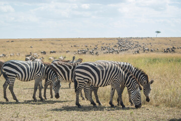 Fototapeta na wymiar Herd of Plains Zebra Grazing in the Maasai Mara, Kenya. 