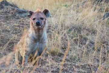 Bloody Spotted Hyena After a Kill in Maasai Mara, Kenya.