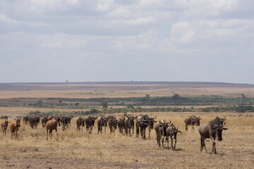 Fototapeta na wymiar Wildebeest and Topi Cross the Plains in the Maasai Mara, Kenya.