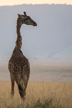 Maasai Giraffe in the Maasai Mara, Kenya.