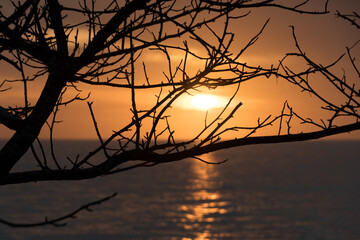 Dry branches silhouettes at Caspersen Beach - 1