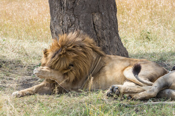 Camera Shy Lion in the Maasai Mara, Kenya.
