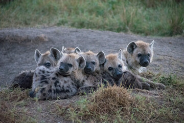 Spotted Hyena Cubs Cuddling at a Den on a Cold Morning (Maasai Mara, Kenya).