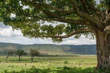 Boughs of a Fig Tree in the Maasai Mara, Kenya.