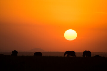 Fototapeta na wymiar African Elephant Silhouettes Against a Setting Sun in Maasai Mara, Kenya.