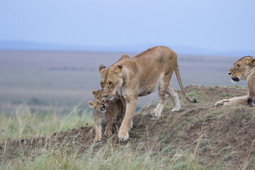 Lion Cubs Playing with a Mother Lioness in Maasai Mara, Kenya.