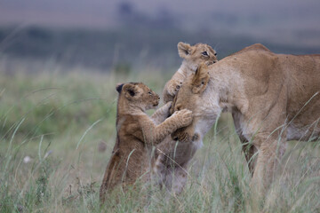 Lion Cubs Playing with a Mother Lioness (Maasai Mara, Kenya).