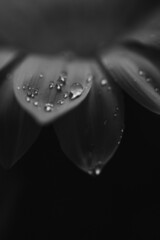 Gazania black and white flower closeup macro with water drops