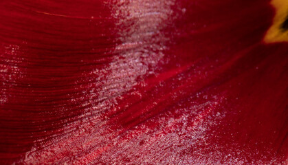 closeup red leaf tulip texturre