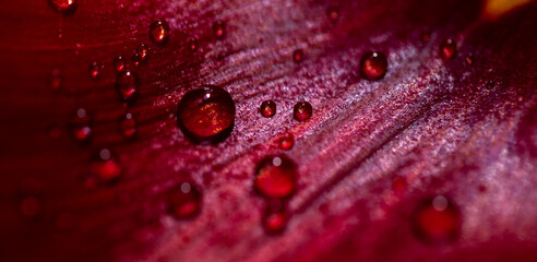 water drops on red leaf tulip