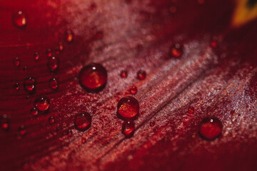 water drops on red leaf tulip