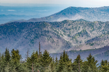 Naklejka premium Evergreens and distant haze from the summit of Clingmans Dome, Great Smoky Mountains National Park, Tennessee/North Carolina border