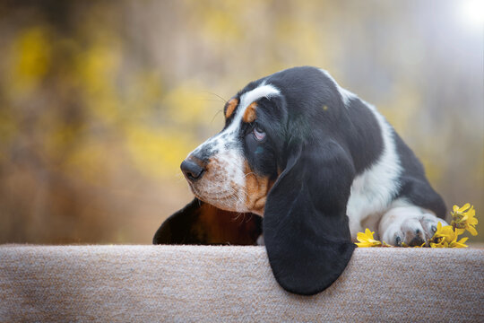 Cute basset hound puppy