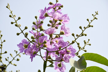 Queen's Flower or Inthanin flower in Thailand and speciosa or Bang lang flower of Indian subcontinent. Queen's crape myrtle, Pride of India, Jarul, Pyinma/ LaLagerstroemia.