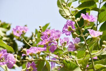 Queen's Flower or Inthanin flower in Thailand and speciosa or Bang lang flower of Indian subcontinent. Queen's crape myrtle, Pride of India, Jarul, Pyinma/ LaLagerstroemia.
