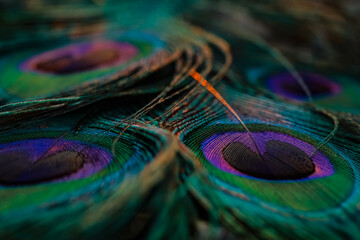 peacock feather detail, Peacock feather, Peafowl feather, Bird feather, Abstract background.