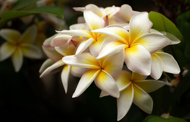 Fototapeta na wymiar Beautiful White and Yellow Plumeria Bunch