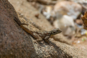 Peninsular Rock Agama