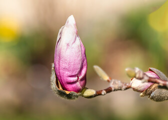 Pink magnolia flower blossoming in the spring, blurred background