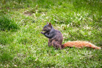 Three colored squirrel standing on the grass and eating some greens