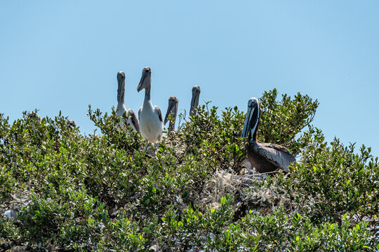 Pelican chicks sitting on top of mangrove