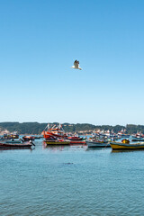 Vertical shot of colorful boats in Caleta Tumbes with seagull flapping its wings, Chile