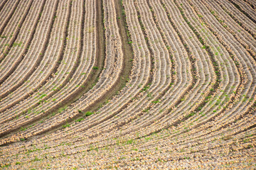 収穫前の玉ねぎ畑
