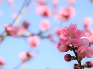 綺麗な桃の花