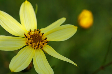 夏の黄色い花のクローズアップ
