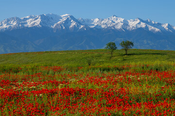 Poppy flowers in spring in the steppe and mountain range