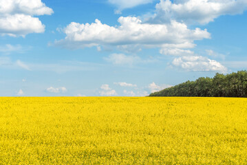 yellow rapeseed field on the background of blue sky with clouds and forests