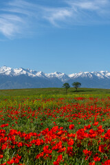 Fototapeta na wymiar Poppy flowers in spring in the steppe and mountain range