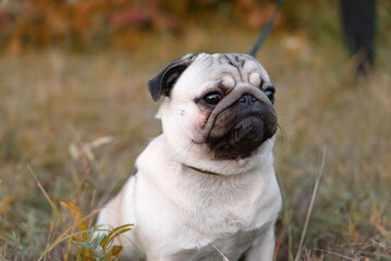 Obraz premium serious thoughtful sad pug on a walk in autumn