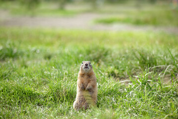 funny serious gopher sits among the green grass and looks at the camera