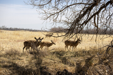 A family of mule deer stand near a tree in a field at Rocky Mountain Arsenal near Denver, Colorado