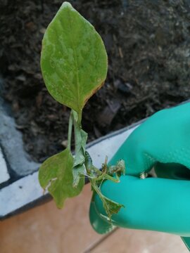 Plaga en jardiner&iacute;a