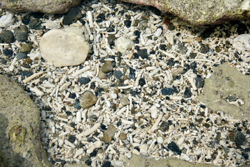 【素材】サンゴの砂浜（奄美大島）