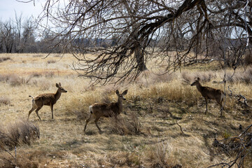 A herd of mule deer stand in the grass near a tree at Rocky Mountain Arsenal near Denver Colorado