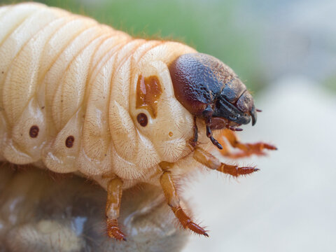 カブトムシの幼虫 の画像 240 件の Stock 写真 ベクターおよびビデオ Adobe Stock