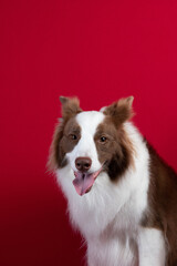 border collie portrait on red background