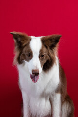 border collie portrait on red background