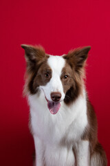 border collie portrait on red background
